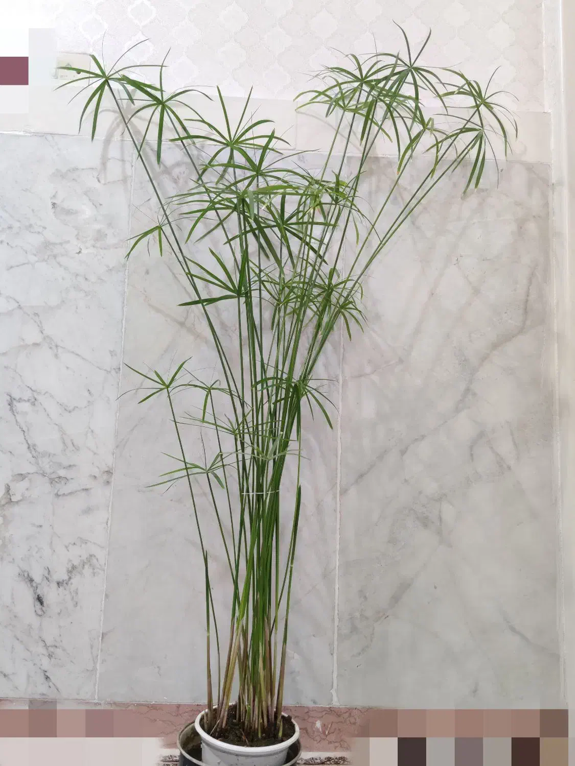 گل نخل مرداب|گل و گیاه طبیعی|کرمانشاه, |دیوار