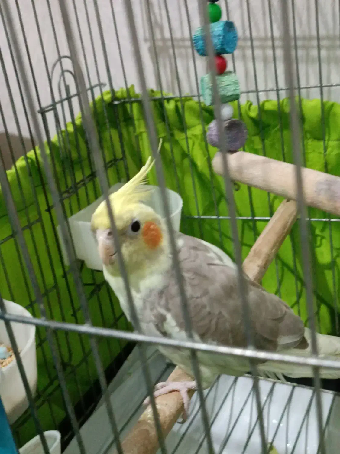 جوجه عروس هلندی ابلق کشیده|پرنده|پاکدشت, پاکدشت (مامازند)|دیوار