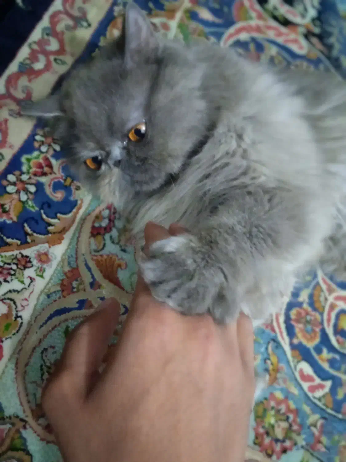 واگذاری گربه پرشین|گربه|گنبد کاووس, |دیوار