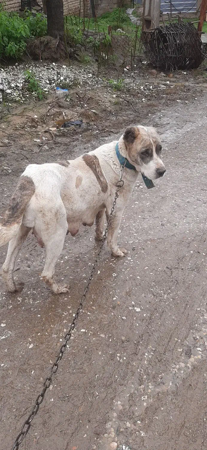 ماده الماس|سگ|مینودشت, |دیوار