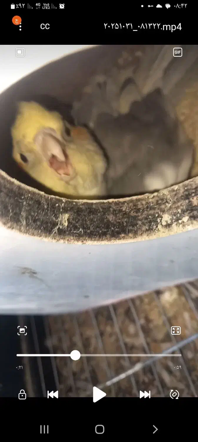 عروس هلندی جفت با جوجه|پرنده|قزوین, |دیوار