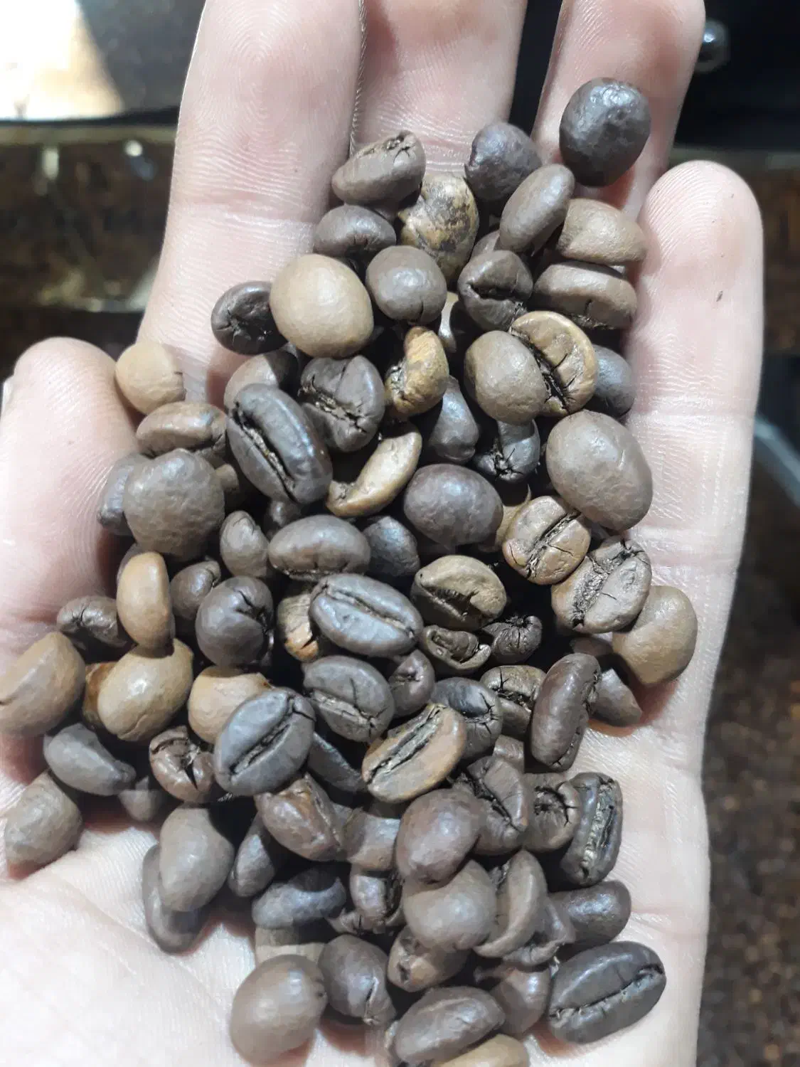 قهوه تازه رست بدون سنگ مناسب دکه و مارکت|عمدهفروشی|ساوه, |دیوار