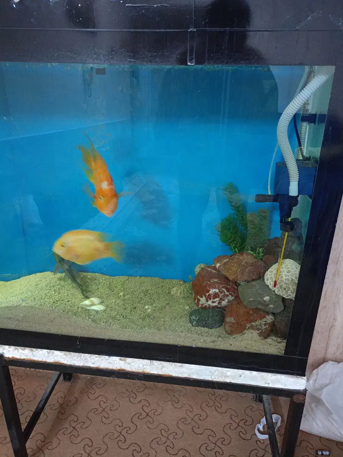 ماهی آکواریم|ماهی|جهرم, |دیوار