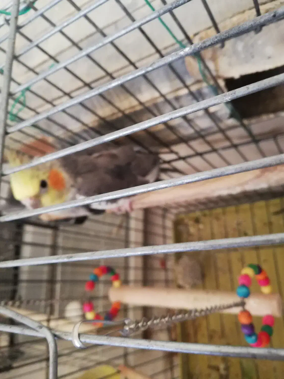 عروس هلندی|پرنده|صدرا-فارس, فاز ۱|دیوار