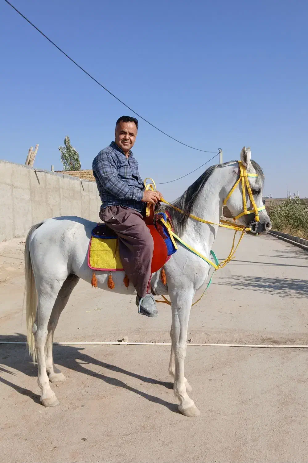 اسب عرب مصری چکی|اسب و تجهیزات اسبسواری|رباطکریم, رباطکریم|دیوار