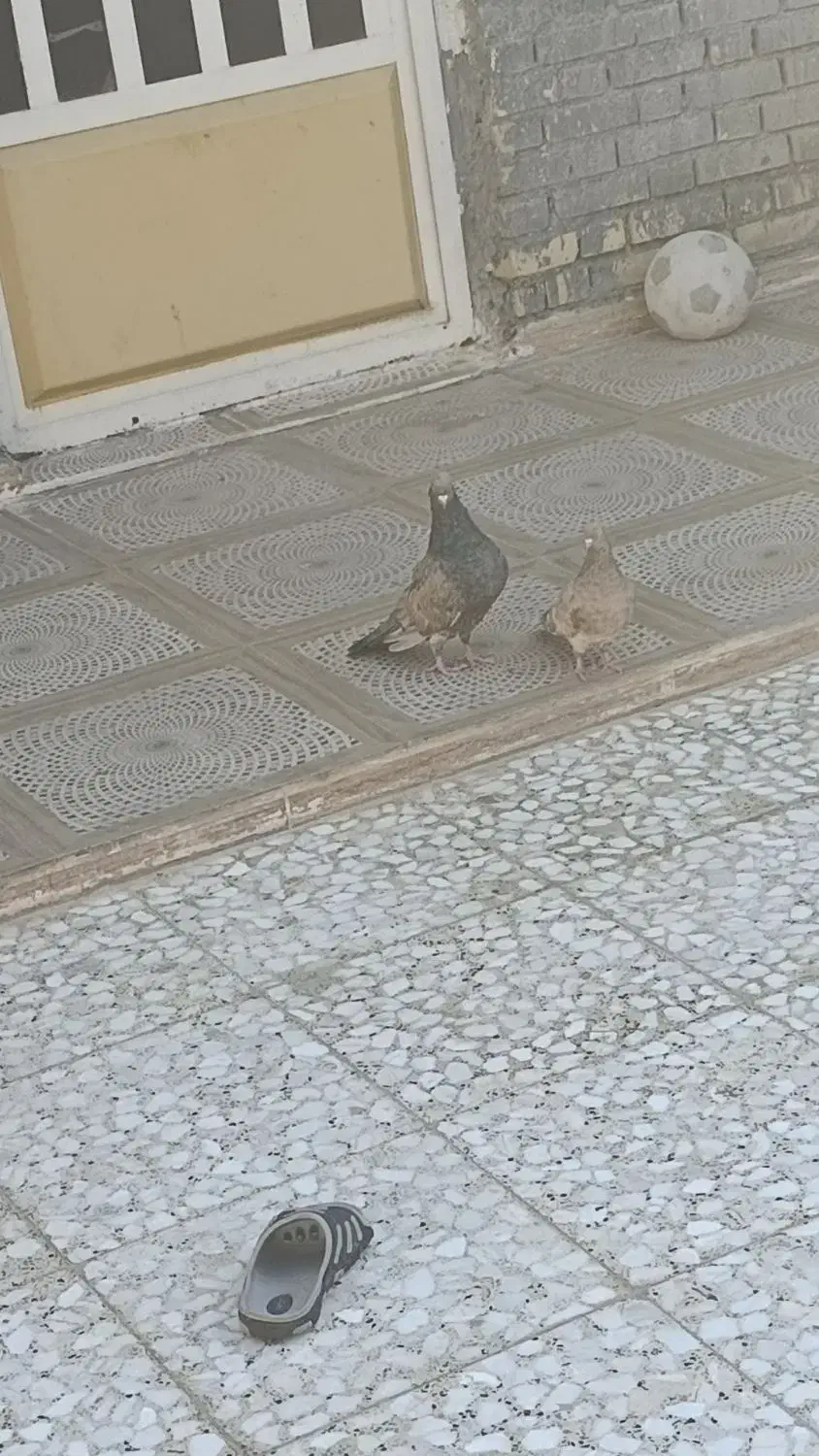 سوسنگرد|پرنده|سوسنگرد, |دیوار