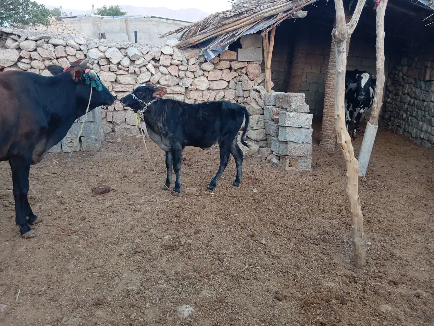 فروش گاو گوساله دار|حیوانات مزرعه|افزر, |دیوار