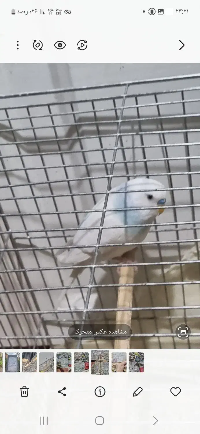 سه تا مرغ عشق|پرنده|تهران, دستغیب|دیوار