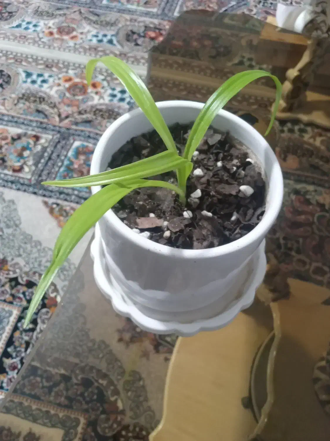 سلام گل اشک ملکه بسیار زیبا و خوشبو|گل و گیاه طبیعی|فولادشهر, مسکن مهر فولادشهر|دیوار