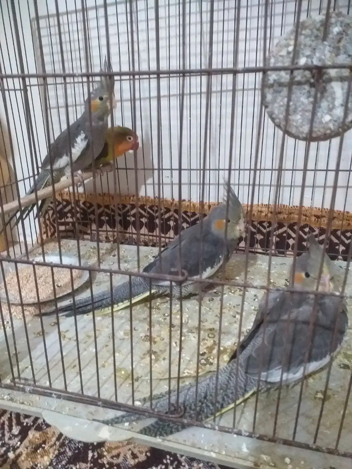 عروس هلندی|پرنده|مشهد, کشف|دیوار