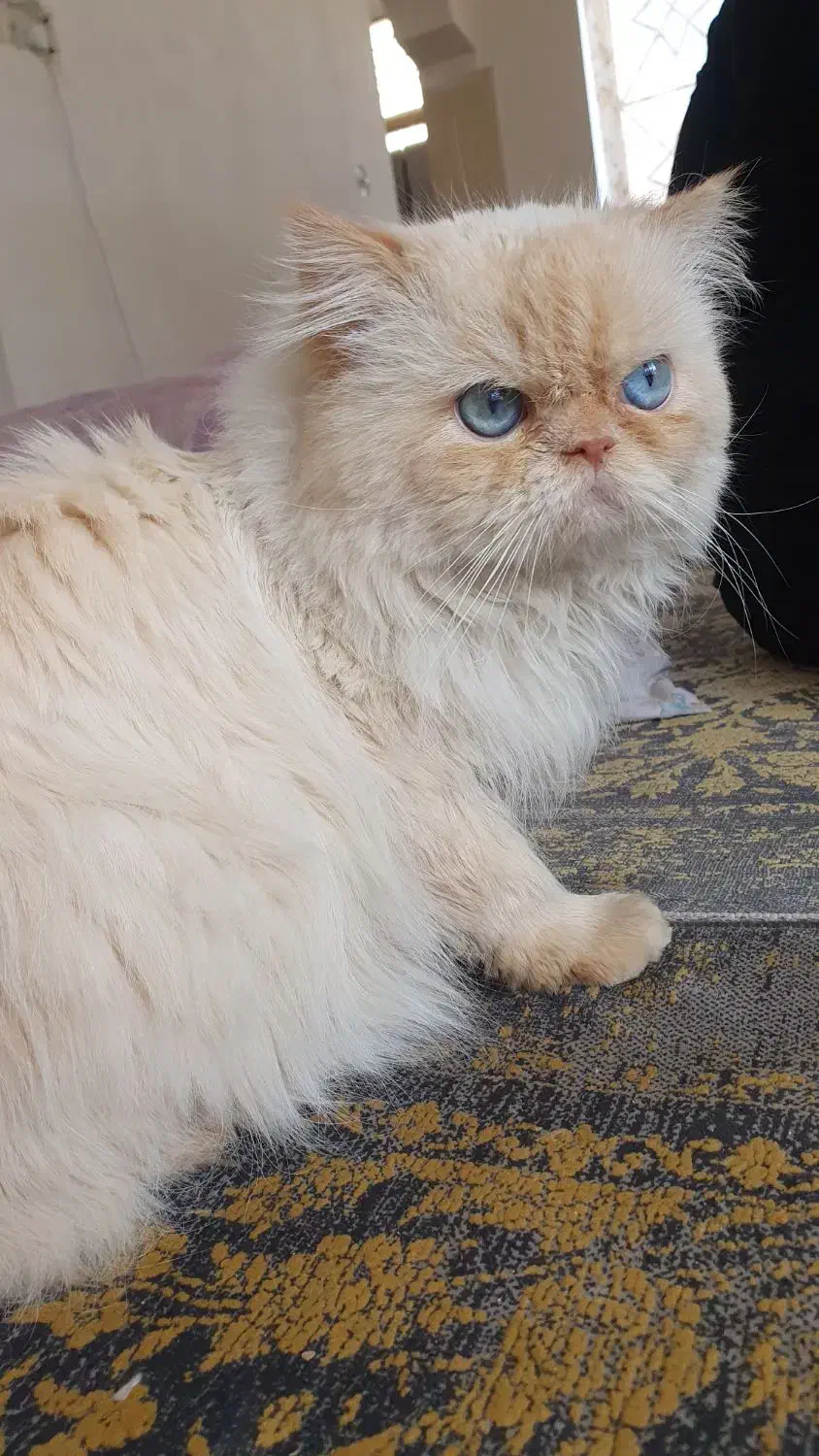 گربه|گربه|کاشان, سه راه پرورشگاه|دیوار