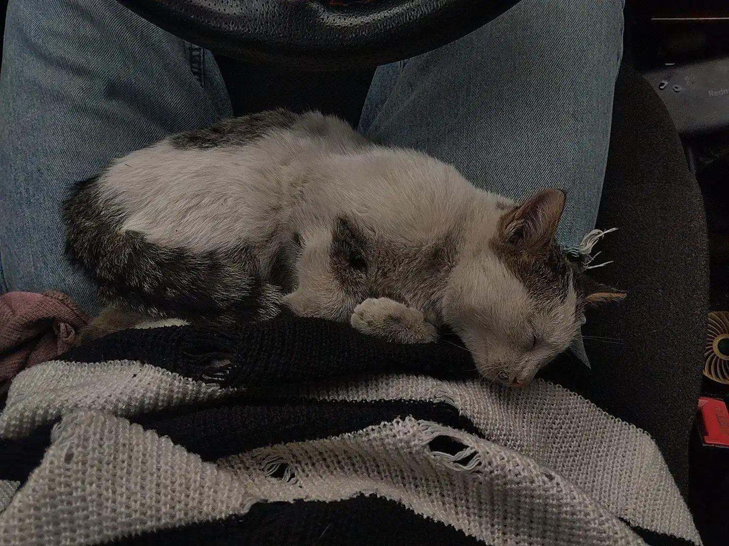 خونه نمیتونم ببرم|گربه|باغستان, |دیوار