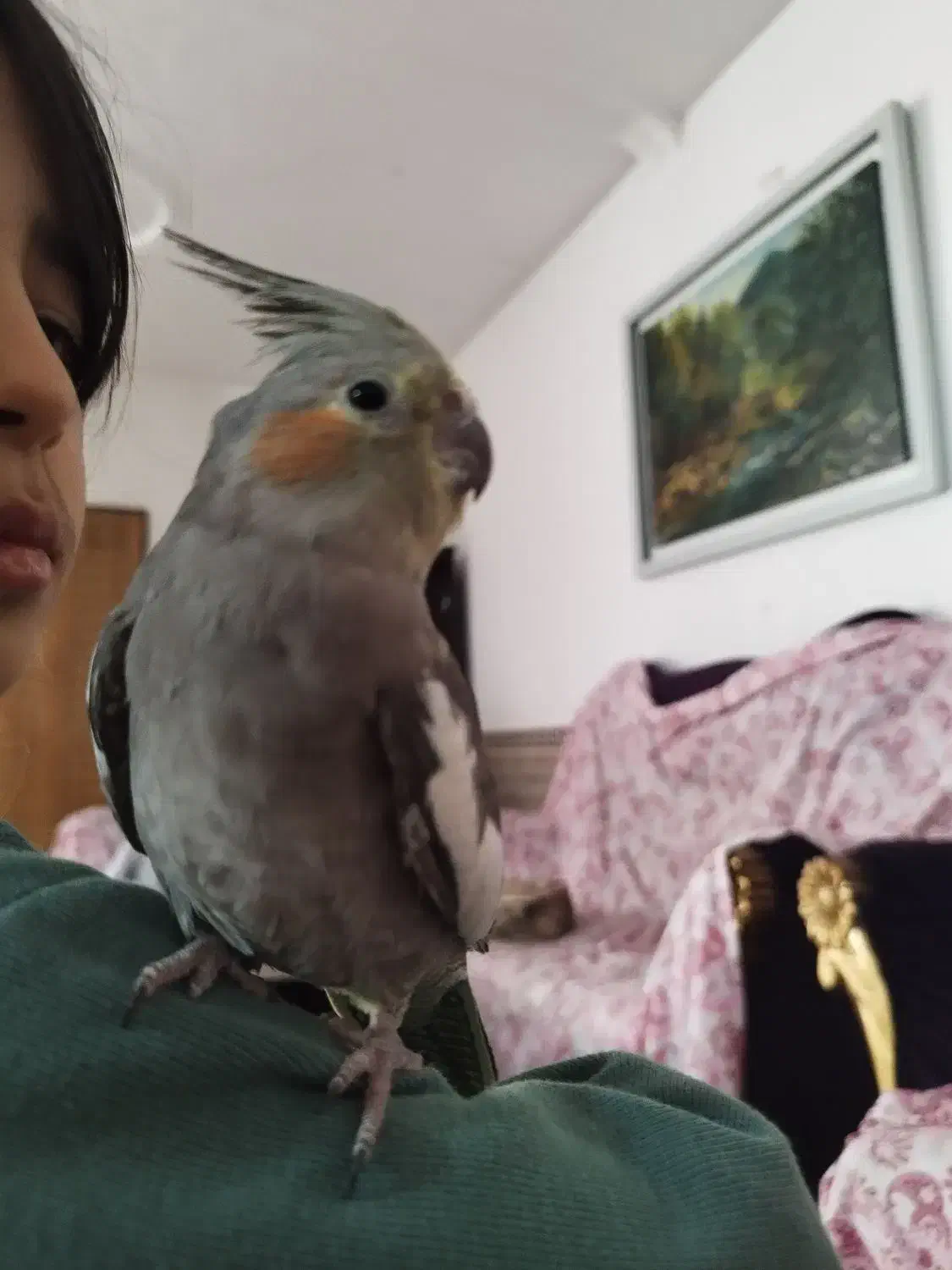 عروس هلندی دستی|پرنده|هشتگرد, شهرک راه آهن|دیوار