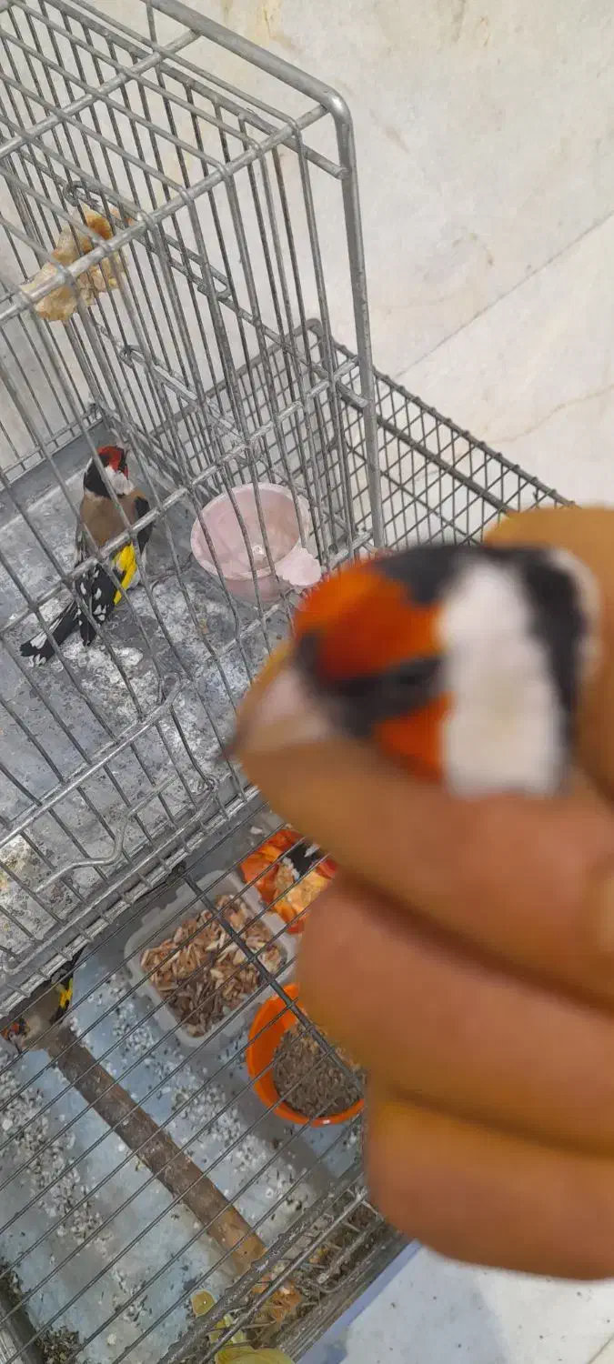 سهره نر گل پهن|پرنده|تهران, مسعودیه|دیوار