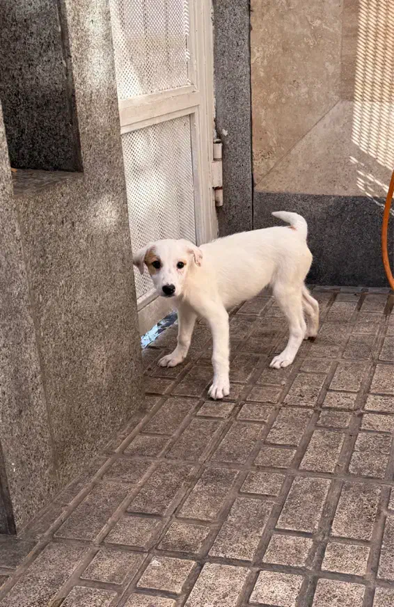 واگذاری سگ جک راسل|سگ|تهران, هروی|دیوار