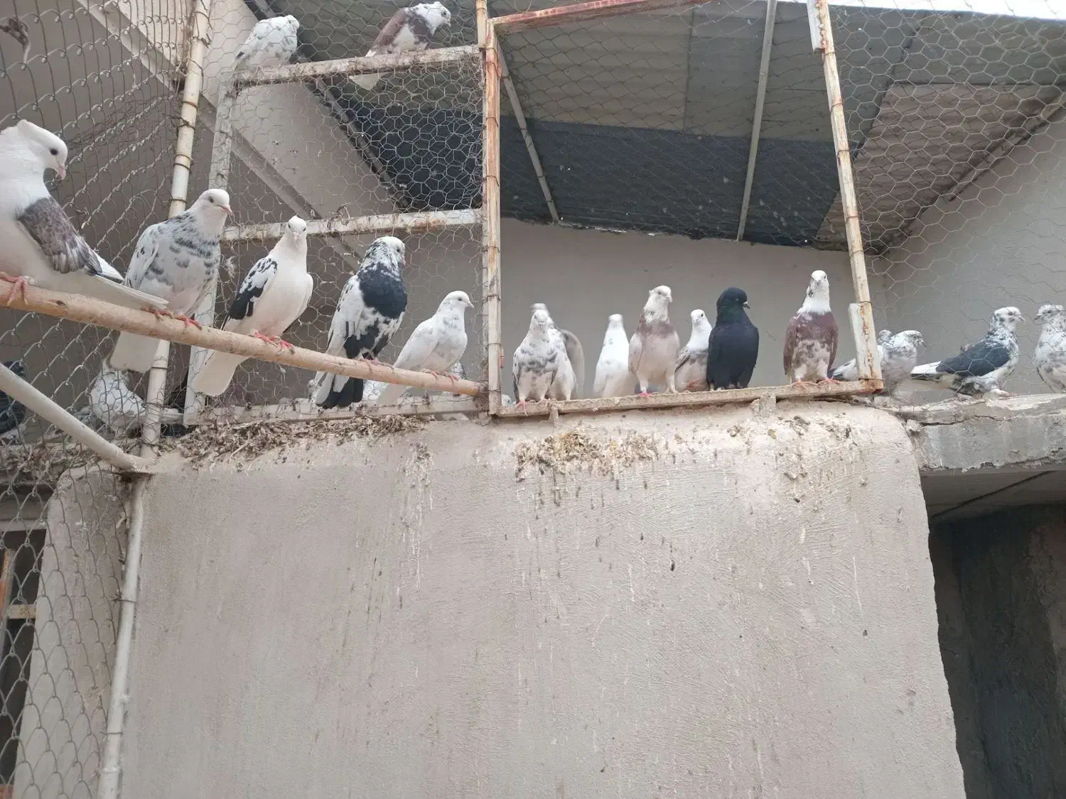 کبوتر|پرنده|شریف‌آباد, |دیوار