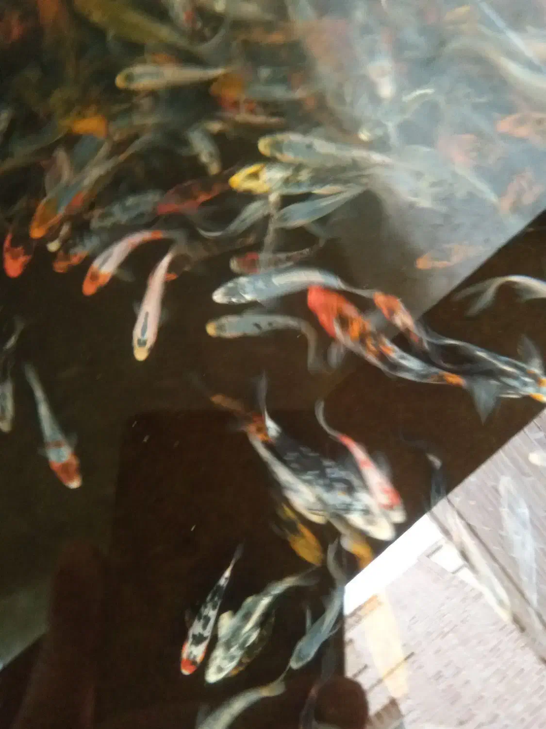 فروش ماهی کوی|ماهی|یزد, |دیوار