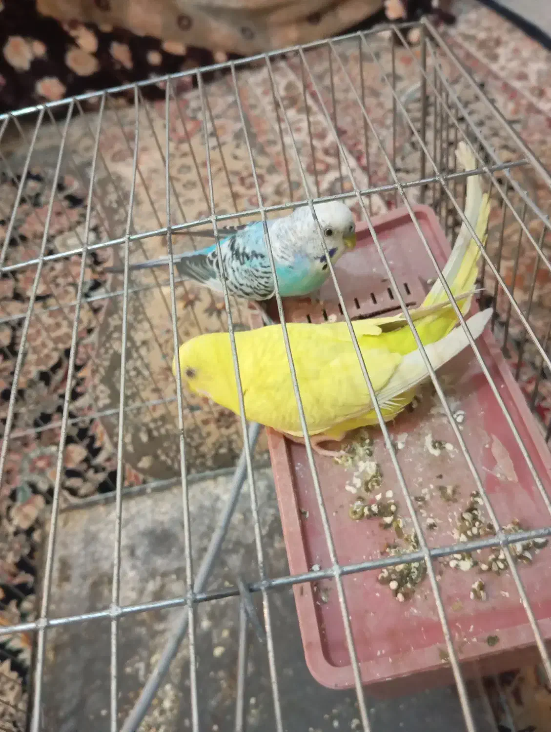 مرغ زینتی مرغ عشق سرحال|پرنده|جنت, |دیوار