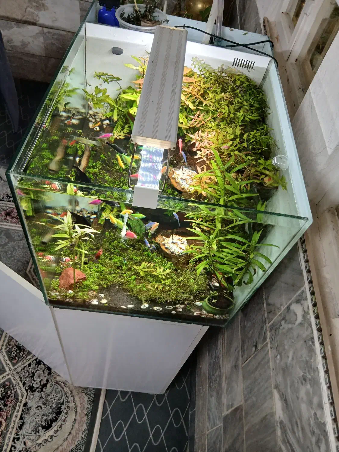 آکواریوم با گیاه زنده|ماهی|قم, نخودی|دیوار