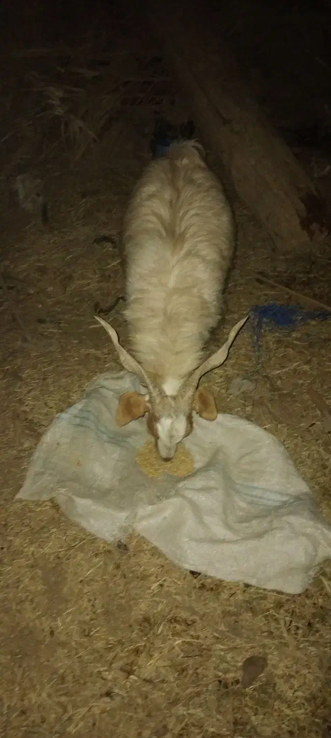 تعدادی گوسفند چاق چاق|حیوانات مزرعه|جیرفت, |دیوار