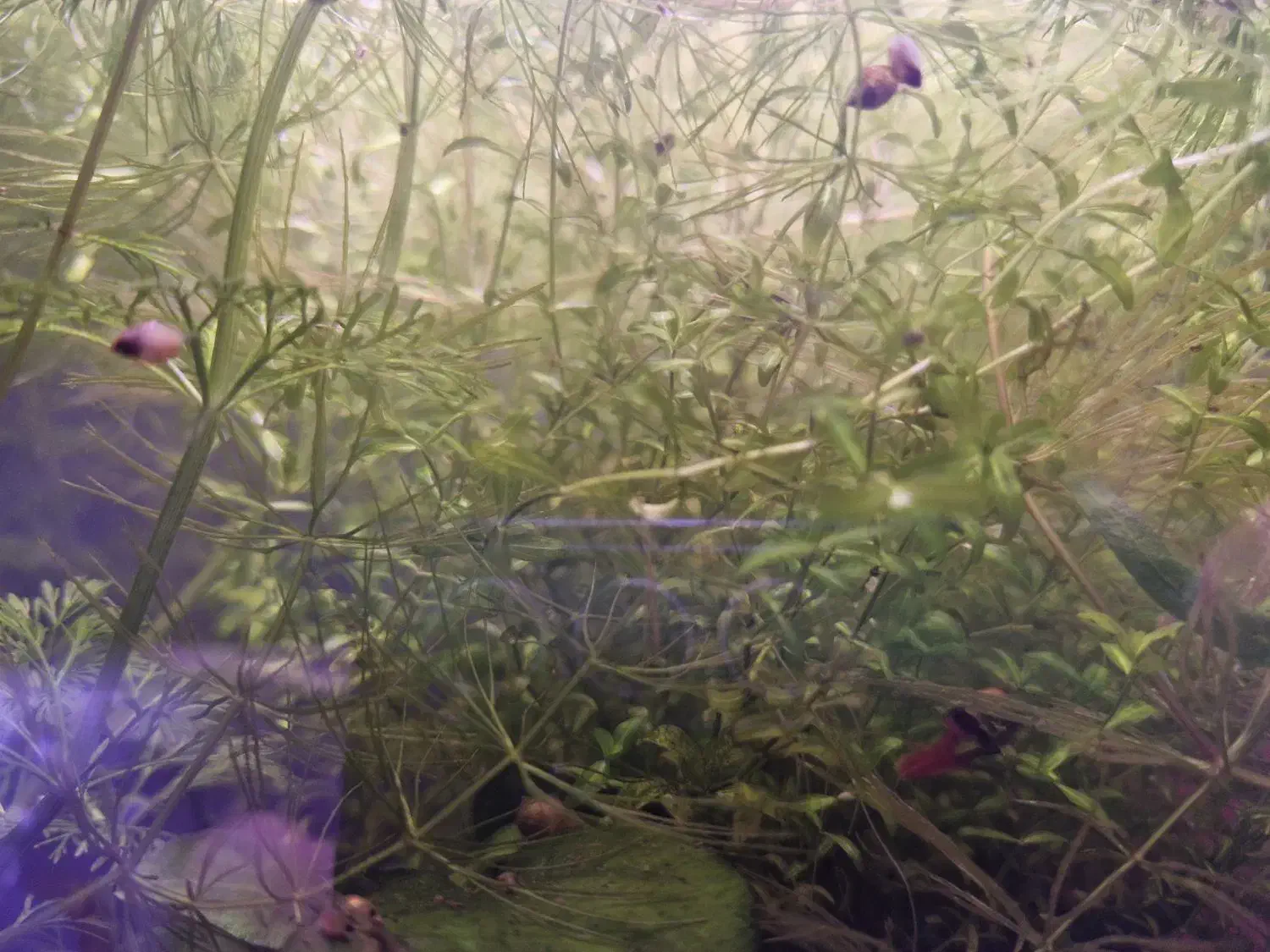 انواع گیاه اکواریوم و حلزون بلدر|ماهی|رشت, منظریه|دیوار