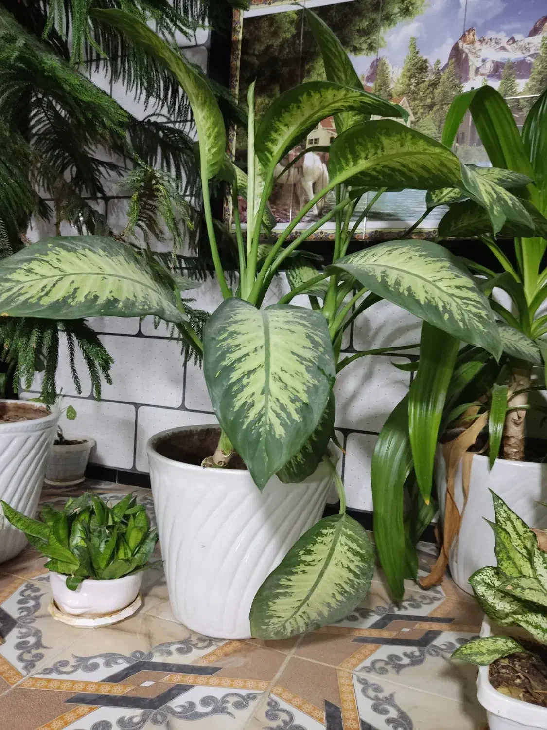 گل وگیاه|گل و گیاه طبیعی|نورآباد ممسنی, |دیوار