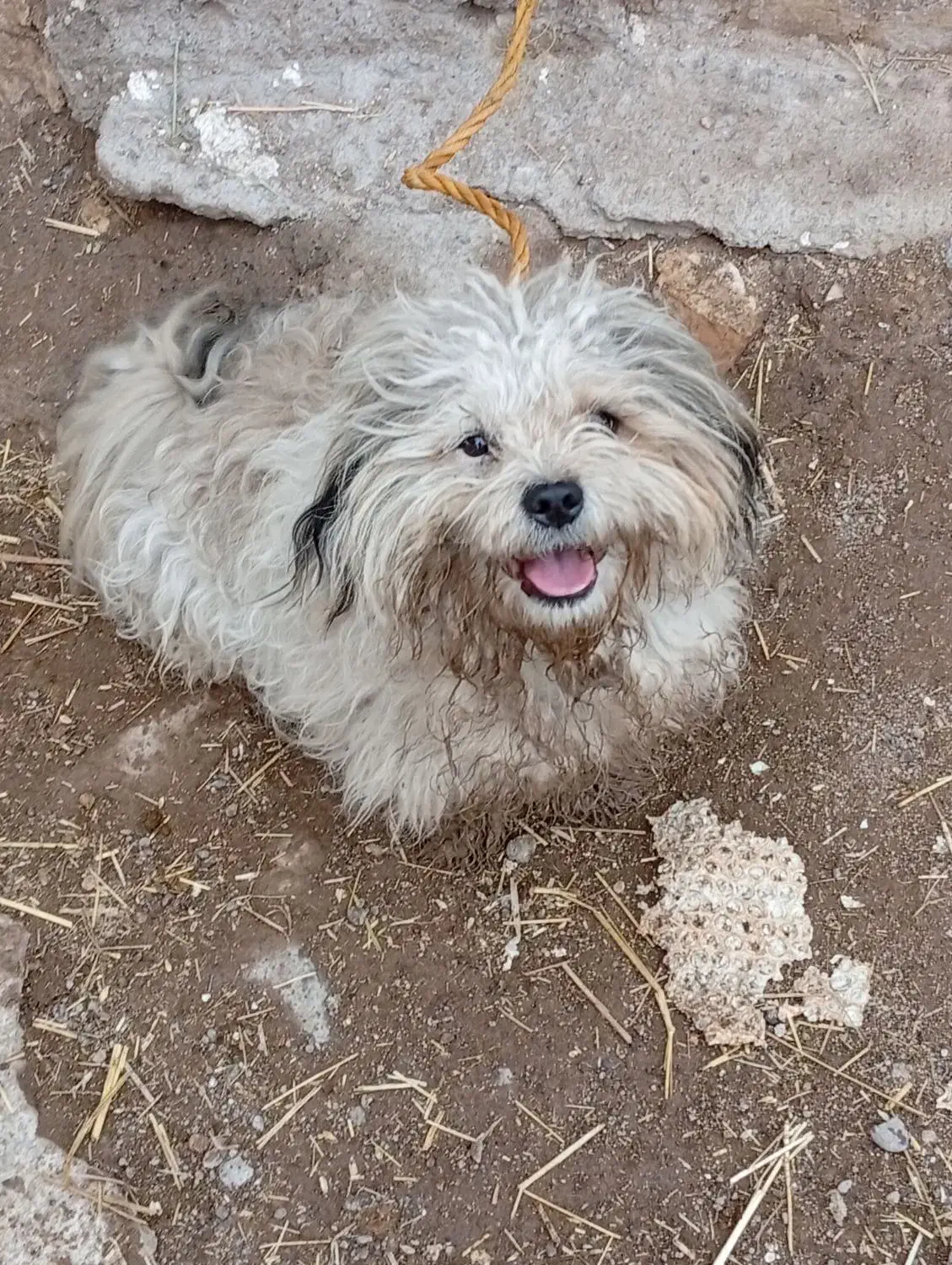 توافقی|سگ|سراب, |دیوار