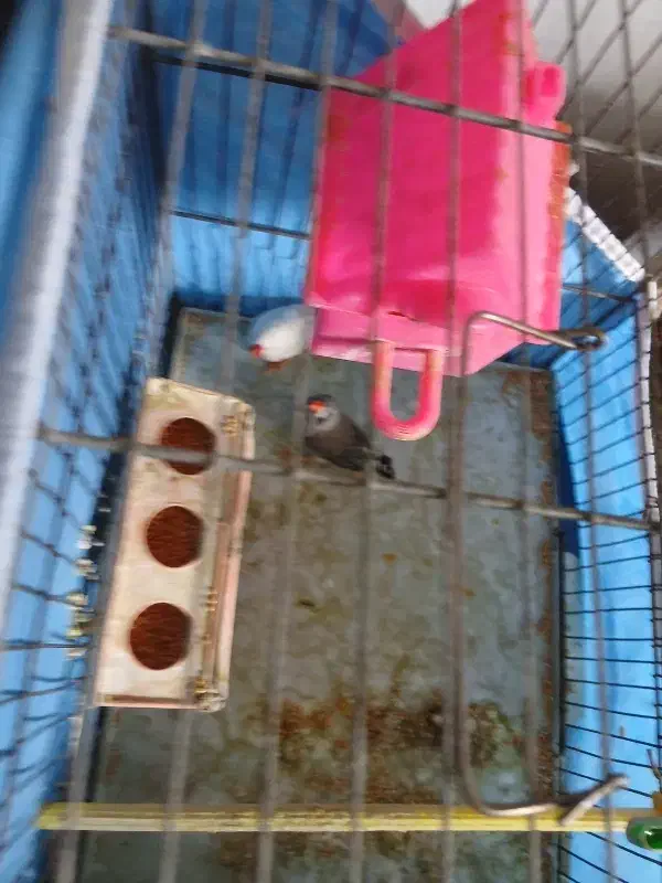 فنج|پرنده|باغ بهادران, |دیوار