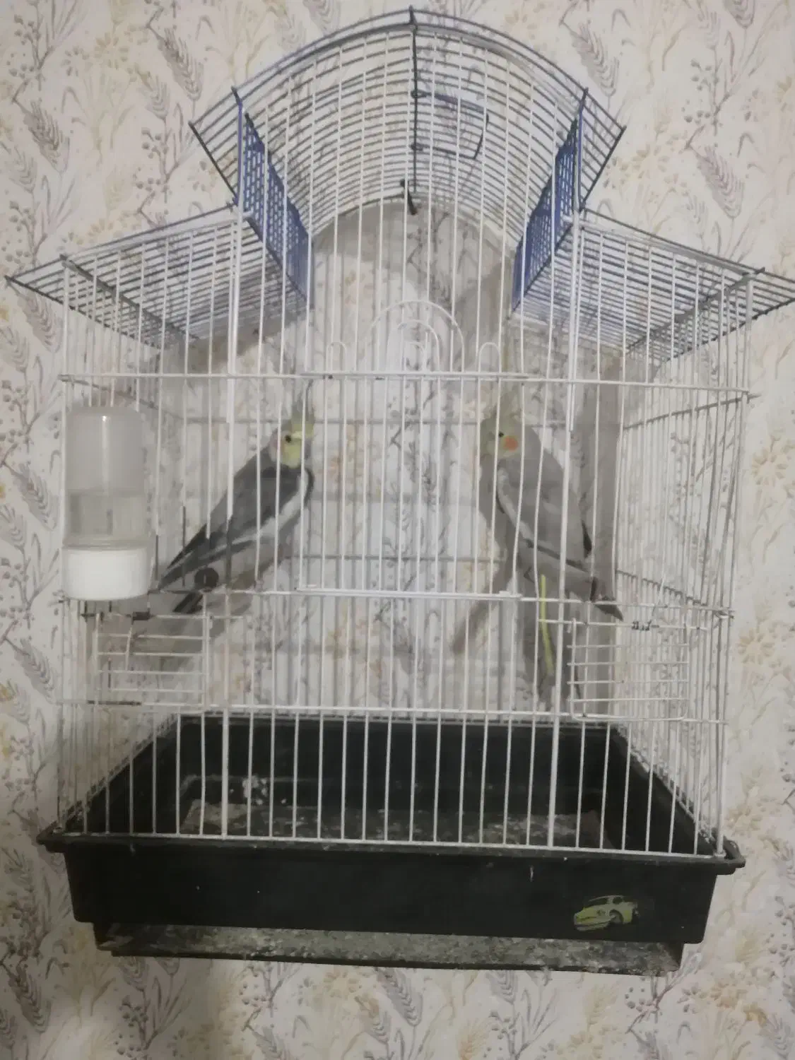 عروس هلندی جفت با قفس|پرنده|آزادشهر, |دیوار