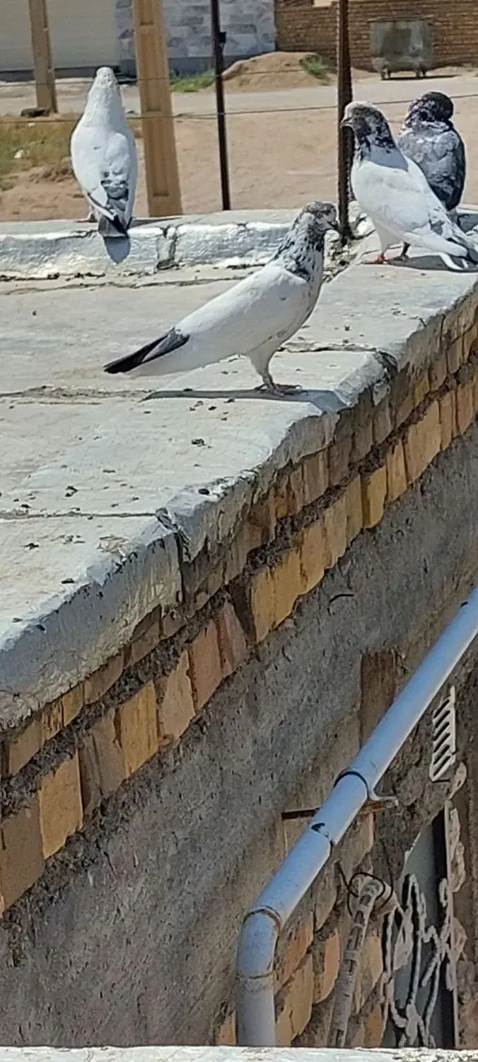 کفتر پرشی ساعت سنگین|پرنده|شاهرود, |دیوار