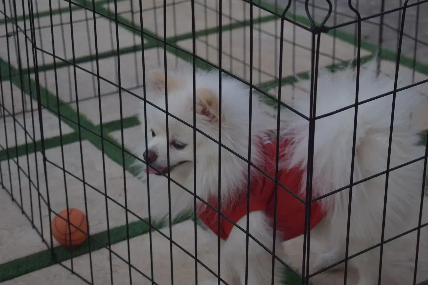 انواع پارک سگ با کیفیت و قیمت استثنایی|لوازم جانبی حیوانات|مشهد, شهید بهشتی|دیوار