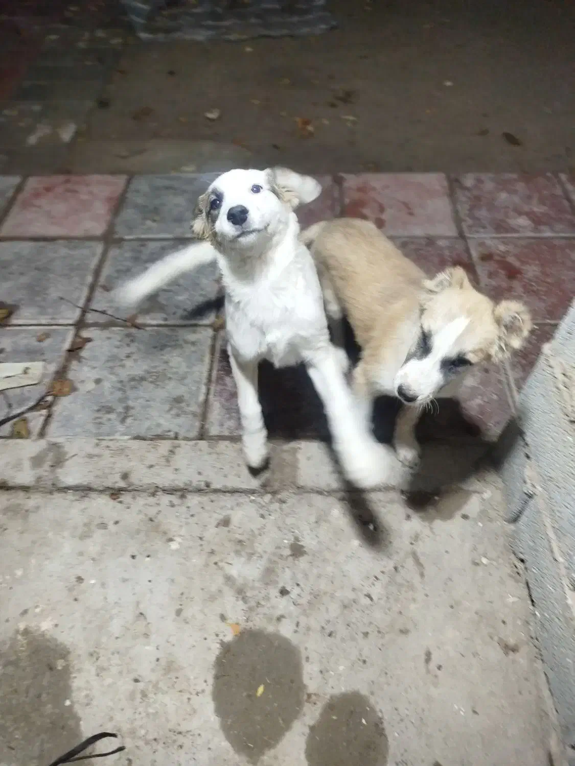 سگ نگهبان/نژاد دار/|سگ|ری, دولتآباد|دیوار