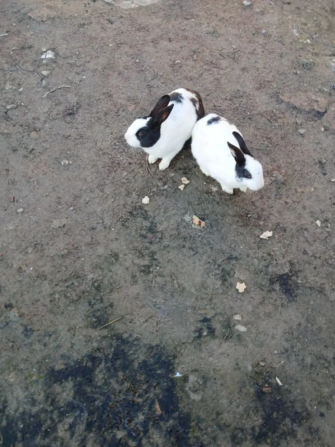 خرگوش|موش و خرگوش|سیمین شهر, |دیوار