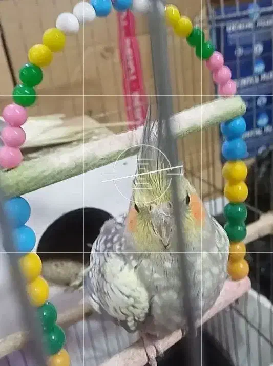 جفت عروس هلندی با قفس|پرنده|مشهد, شیرودی|دیوار