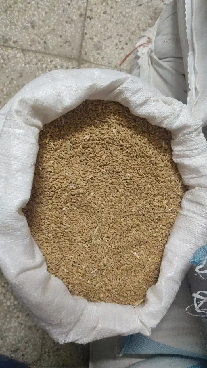 گندم|خوردنی و آشامیدنی|جوین, |دیوار