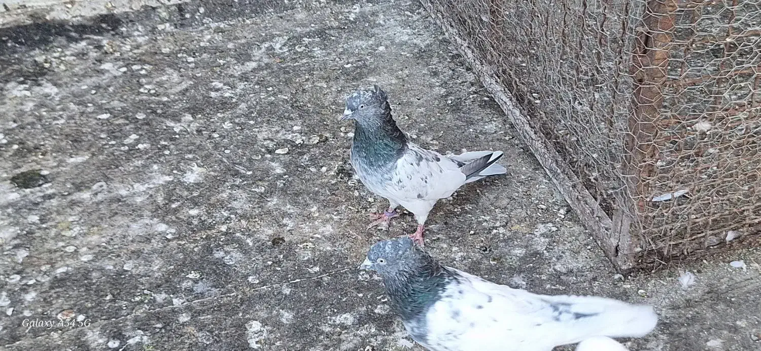 چکلی باشی گوی|پرنده|مرند, |دیوار