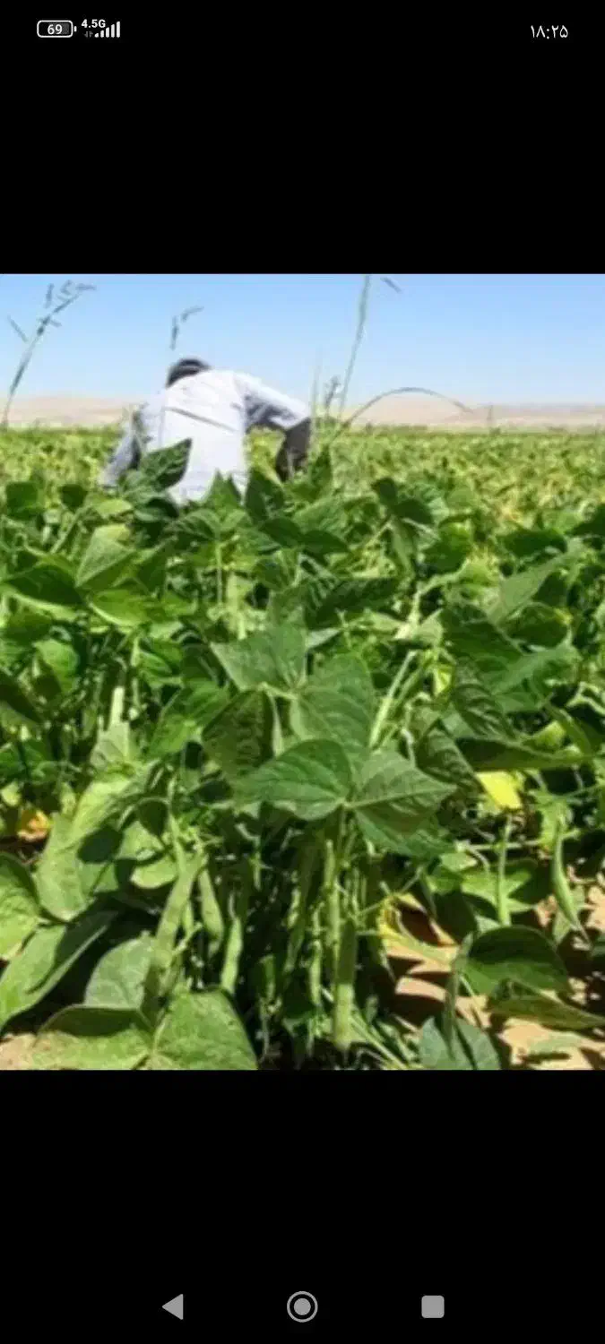 گروه کارگرکارکشاورزی به صورت گروهی|خدمات باغبانی و درختکاری|خرمآباد, |دیوار