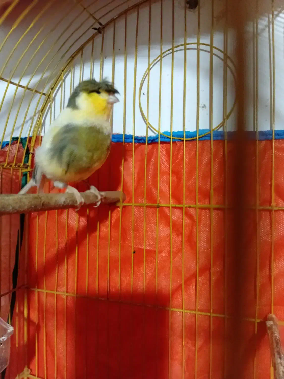 قناری|پرنده|چهارباغ, |دیوار