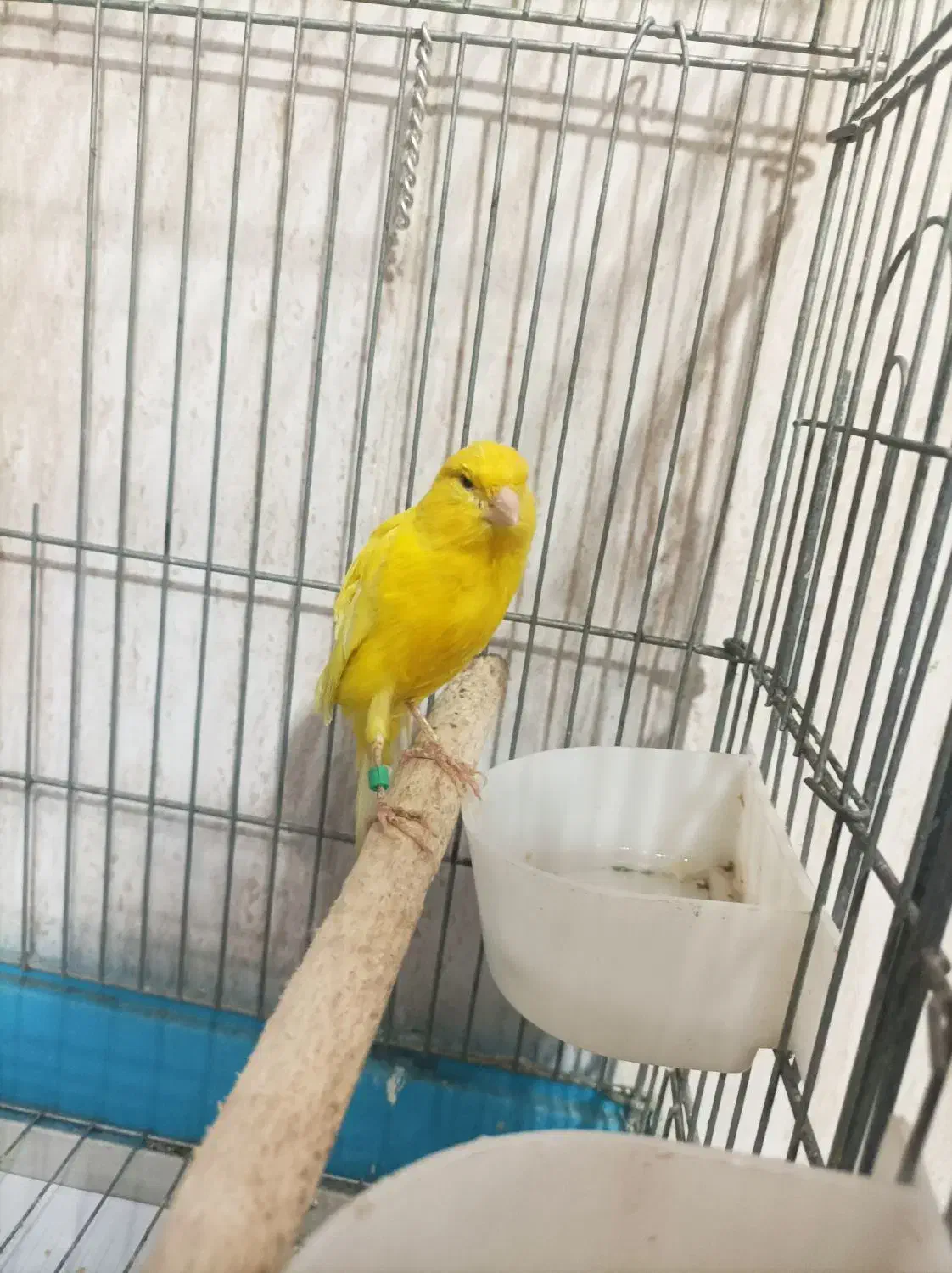 قناری|پرنده|رباط‌کریم, نصیرشهر|دیوار