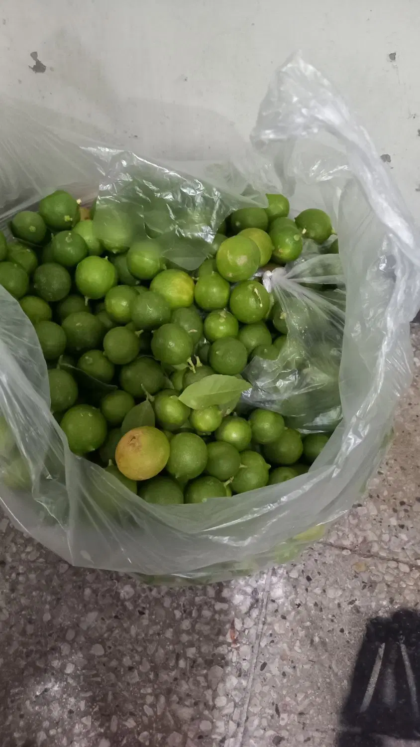 لیمو|خوردنی و آشامیدنی|بندر گناوه, |دیوار
