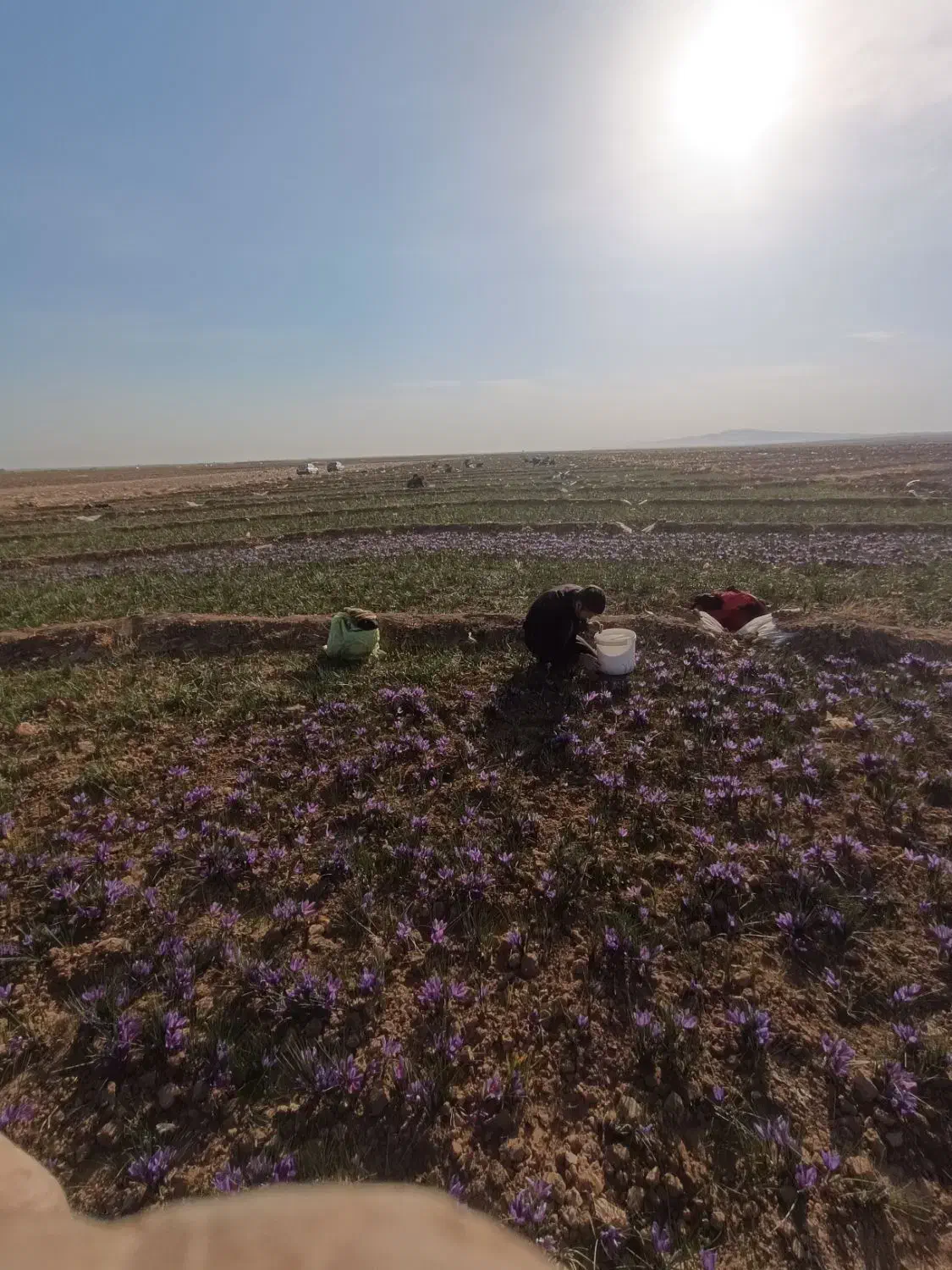 طبیعت گردی|تور و چارتر|تایباد, |دیوار