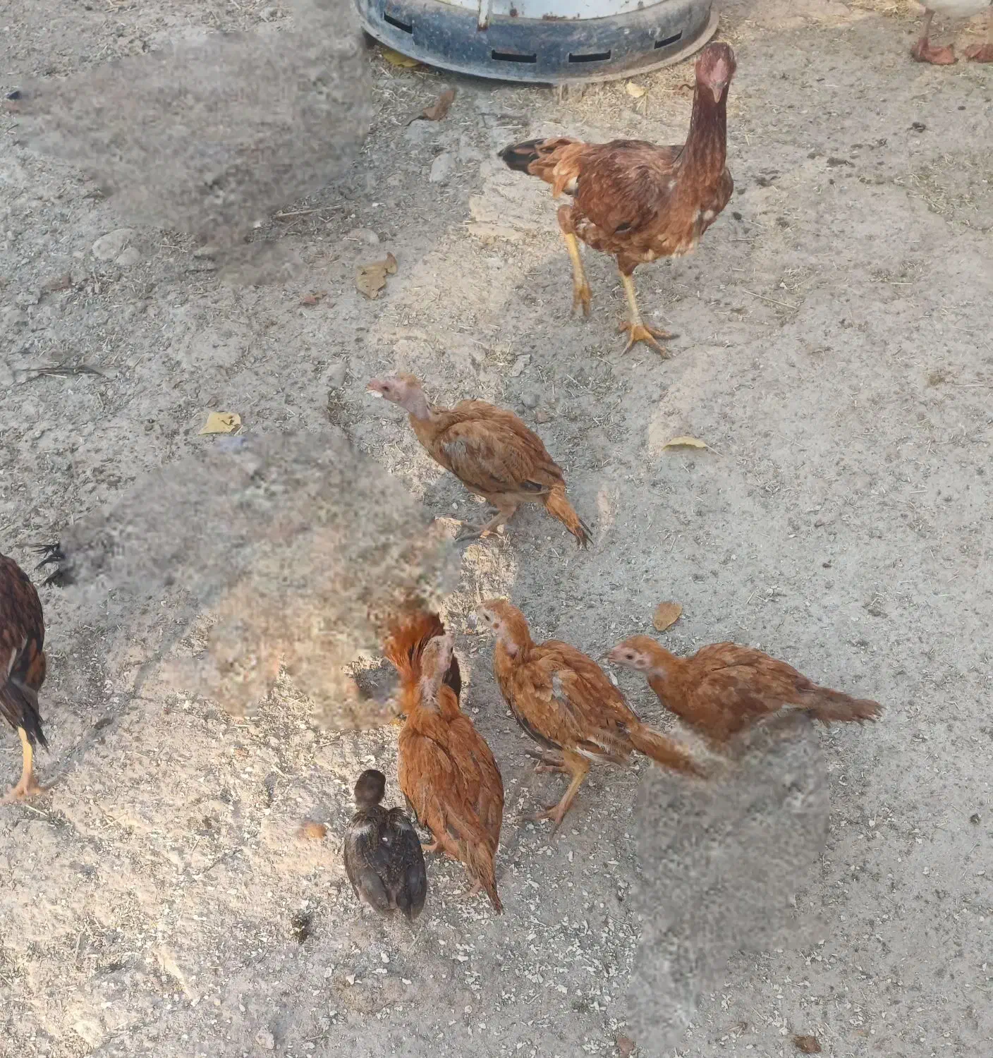 خروس و جوجه لاری افغانی|حیوانات مزرعه|فیروزآباد (لرستان), |دیوار