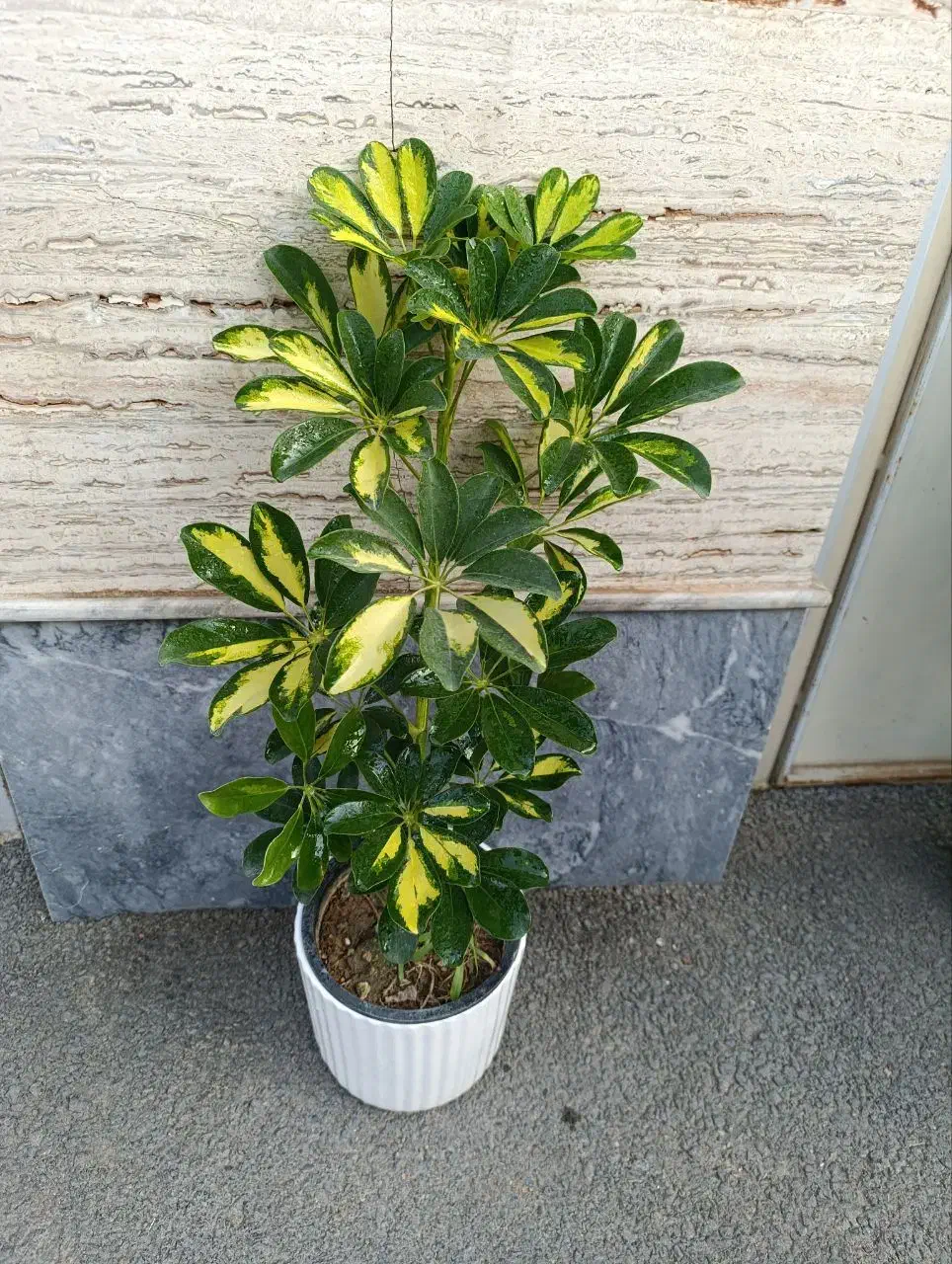 گل شفلرا .زاموفیلیا  برفی‌.یشم.برکین .روز مادر|گل و گیاه طبیعی|اراک, |دیوار