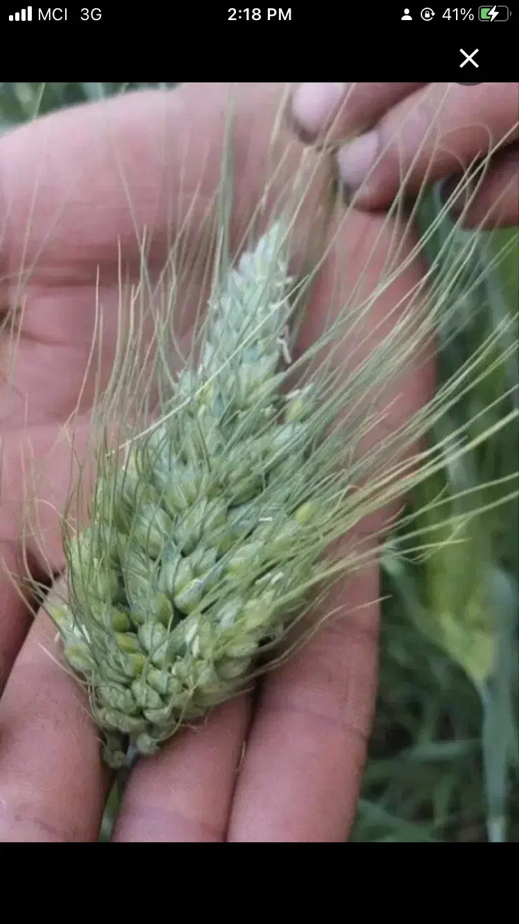 گندم ابی روسیه|خدمات باغبانی و درختکاری|گل تپه, |دیوار