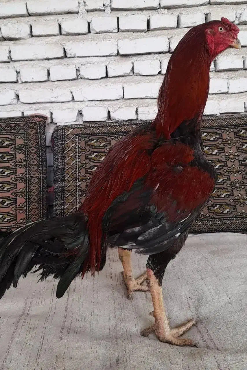 خروس لاری|حیوانات مزرعه|ساری, |دیوار