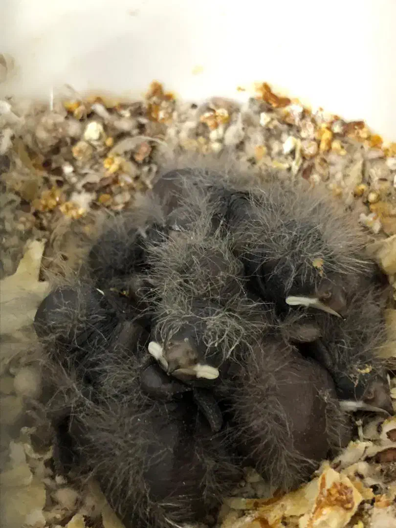 فنچ کرواتی آلبینو مولد و فنچ گلوبریده مولد به شرط|پرنده|تهران, سبلان (لشگر)|دیوار