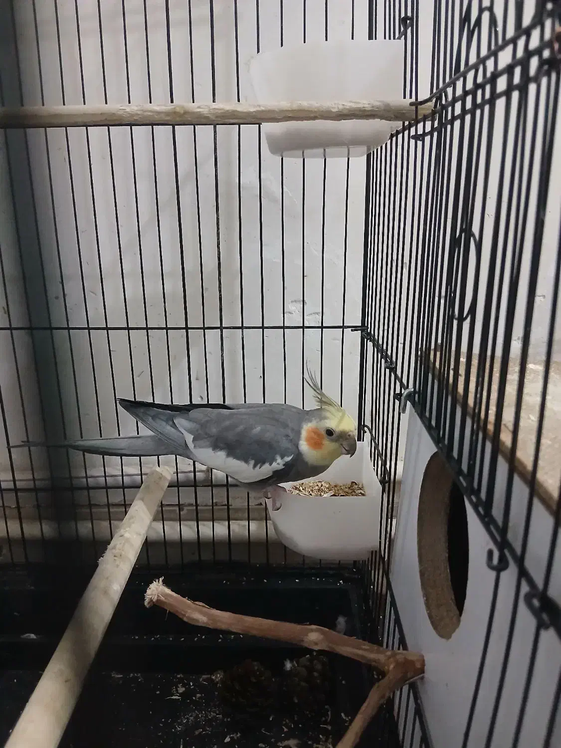 عروس نر سخنگو|پرنده|قم, ولیعصر|دیوار