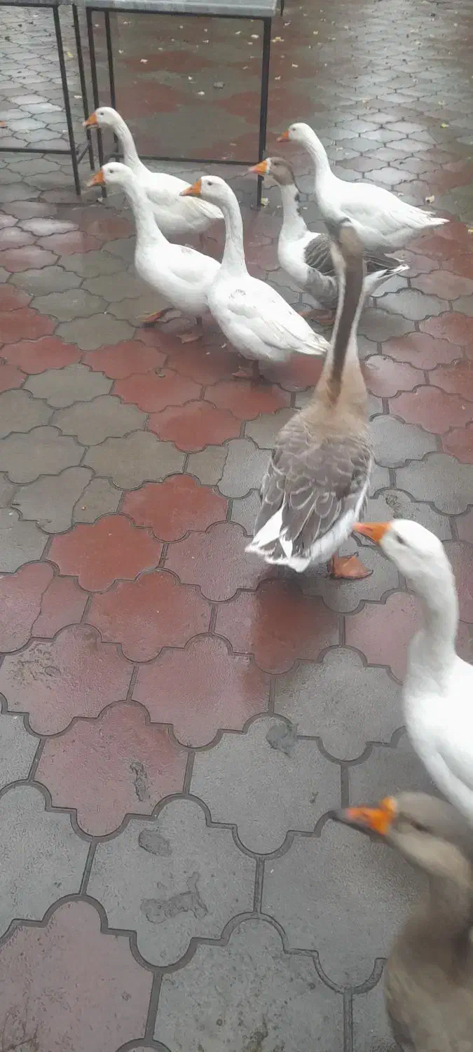 فروش خرده و عمده غاز محلی|حیوانات مزرعه|مشگین شهر, |دیوار