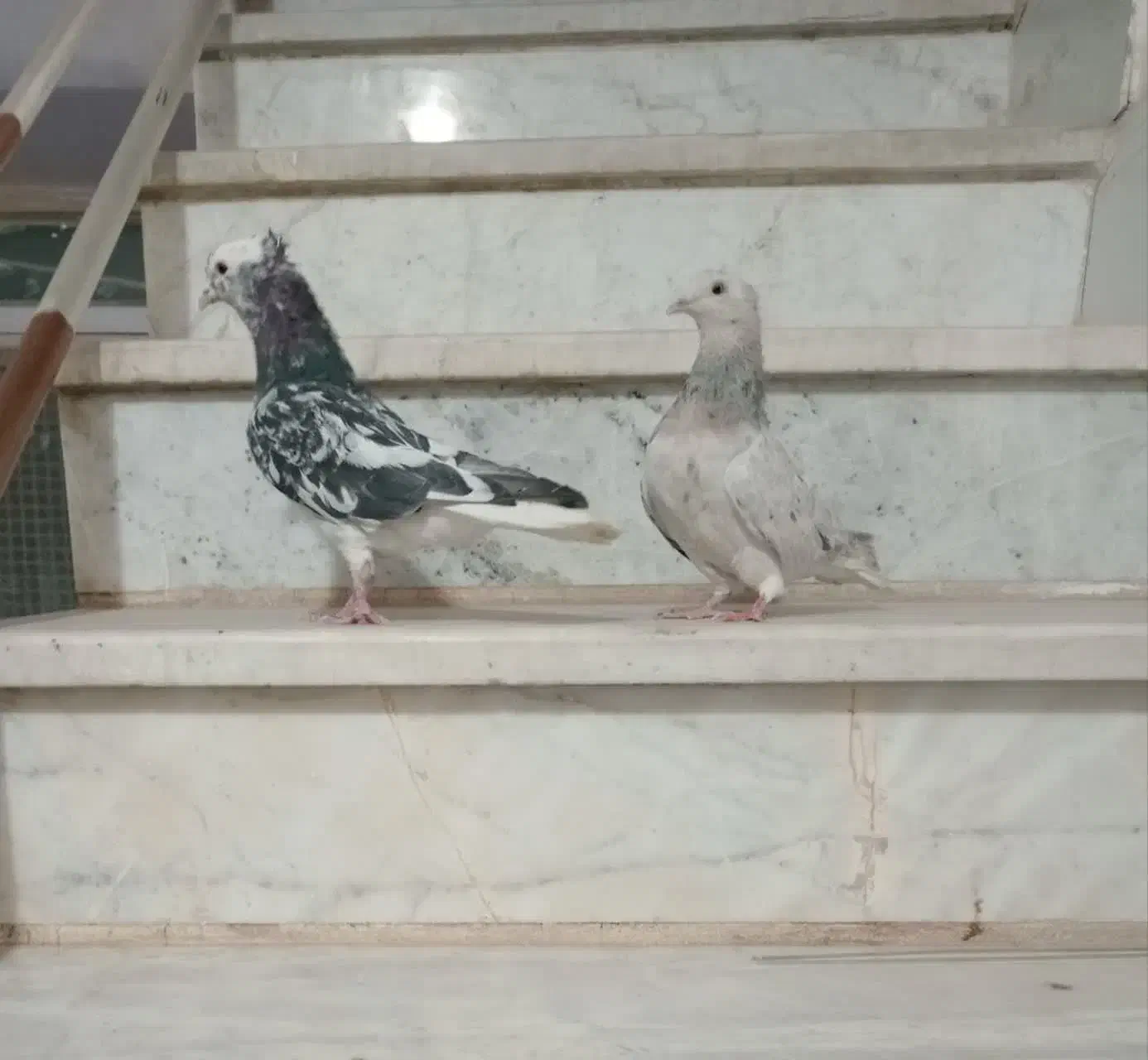 کفتر|پرنده|سبزوار, کهنه آب|دیوار