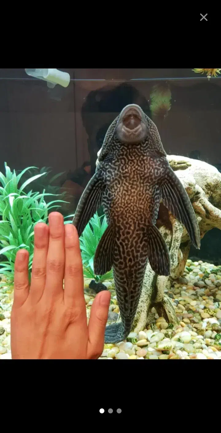 ماهی لجن خوار.یک میلیون تومن|ماهی|تهران, جیحون|دیوار